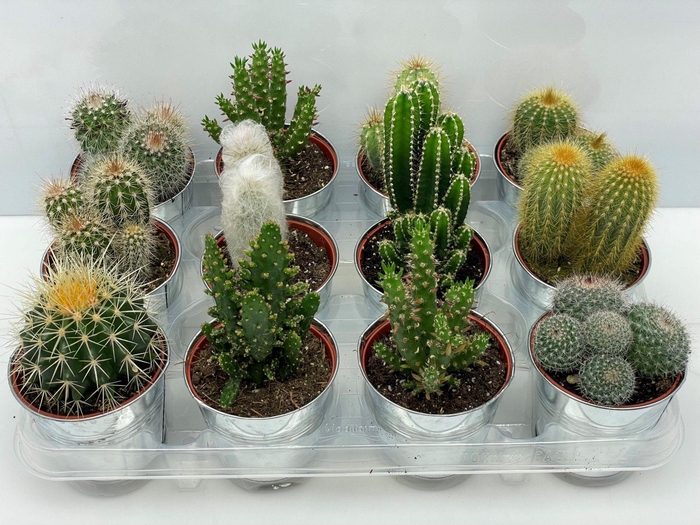<h4>187 Cactus in pot zink 8,5 cm</h4>