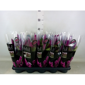 Celosia spic. 'Deep Purple'