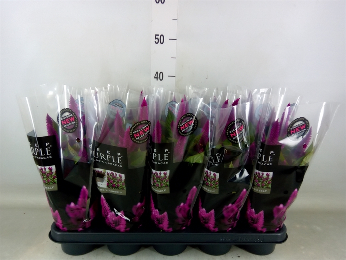 <h4>Celosia spic. 'Deep Purple'</h4>