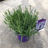 Lavandula angustifolia 'Hidcote'