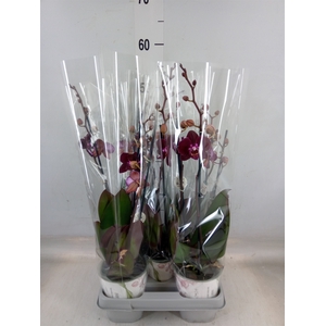 Phalaenopsis multi. 'Ant Cartagena'