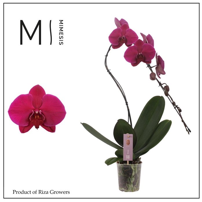 <h4>Phalaenopsis Swan Purple 1 spike - 12cm | Mimesis</h4>