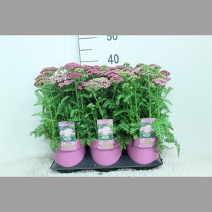 Achillea   ...