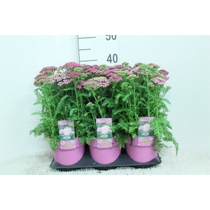 Achillea   ...