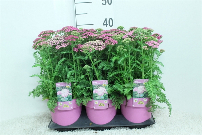 <h4>Achillea   ...</h4>