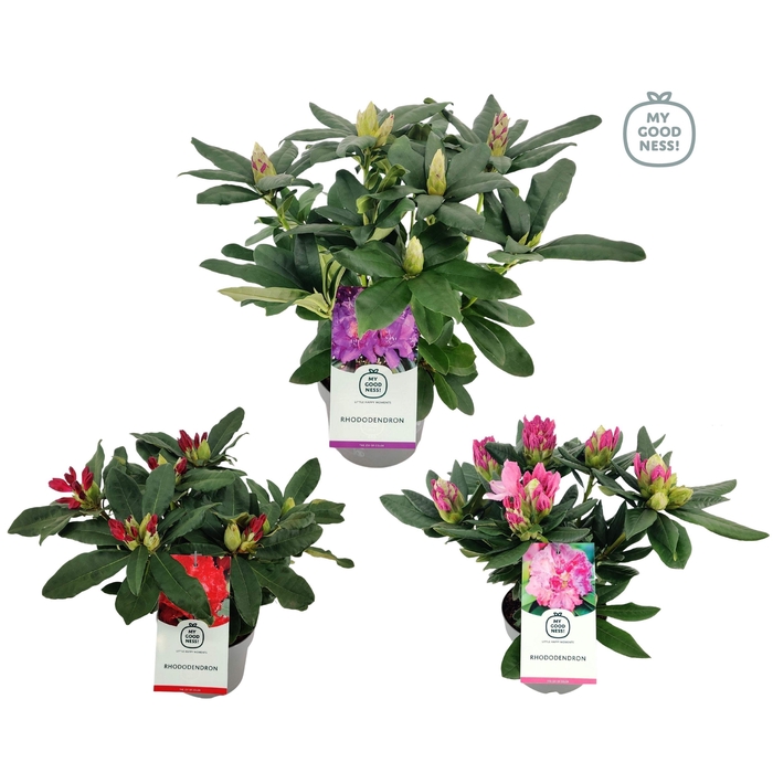 <h4>Rhododendron 30-35 /2 liter 'Mix CC' kleurtonend</h4>