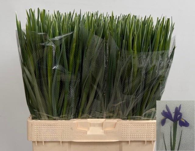 <h4>IRIS BLUE MAGIC</h4>