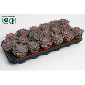 Echeveria overig