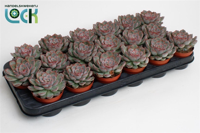 <h4>Echeveria overig</h4>
