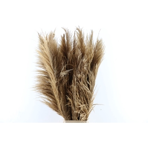 Dried Cortaderia Zaquara Naturel Brown 100cm