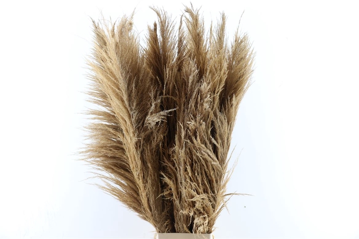 <h4>Dried Cortaderia Zaquara Semi Bleached 100cm</h4>