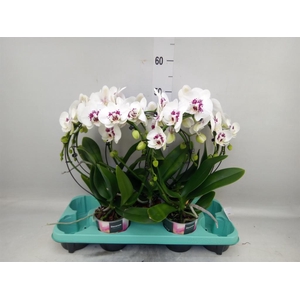 Phalaenopsis   ...
