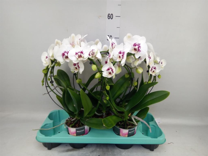 <h4>Phalaenopsis   ...</h4>