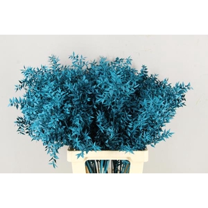 Df Ruscus 70cm Bs Turquoise