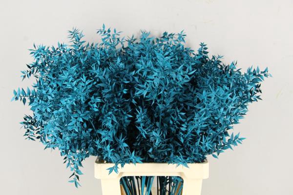 <h4>Df Ruscus 70cm Bs Turquoise</h4>