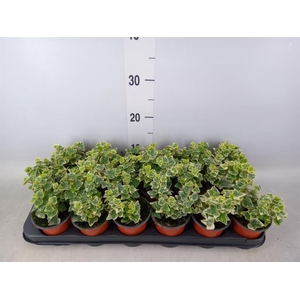 Hedera helix 'White Wonder'