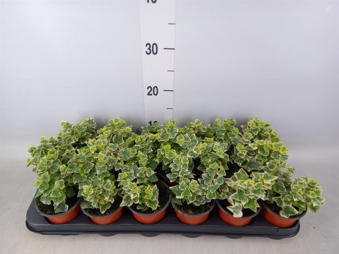 <h4>Hedera helix 'White Wonder'</h4>