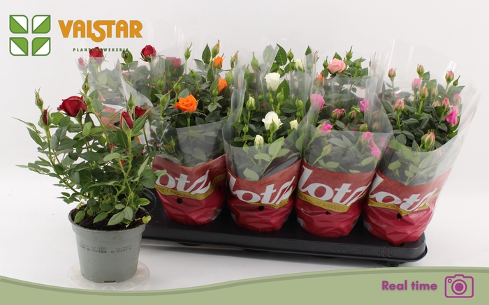 <h4>RO LOTZ OF GEM 5 KL</h4>