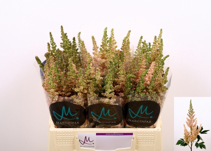 <h4>ASTIL C VI INFERNO</h4>