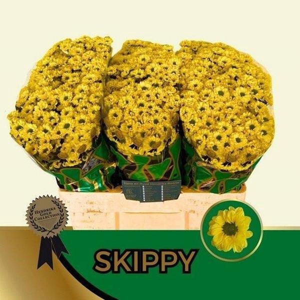 <h4>CHR SAN SKIPPY</h4>