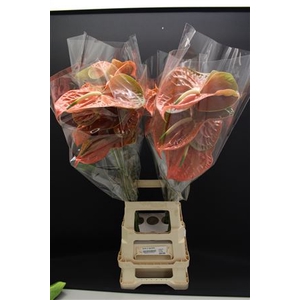 Anthurium Sparkle