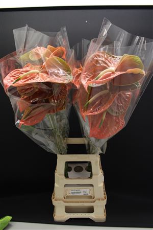 <h4>Anthurium Sparkle</h4>