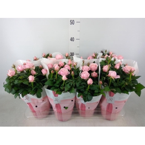 Rosa  'Amorosa Infinity Soft Pink'