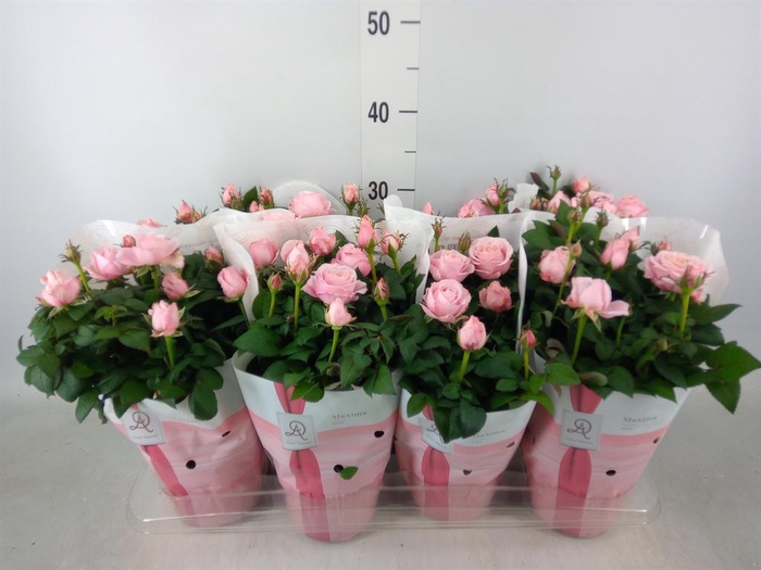 <h4>Rosa  'Amorosa Infinity Soft Pink'</h4>