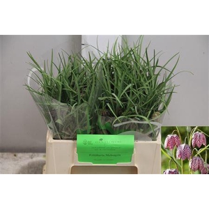 Fritillaria Meleagris