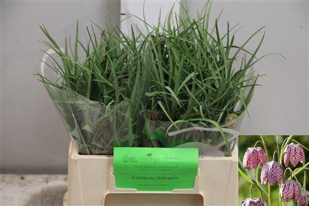 <h4>Fritillaria Meleagris</h4>