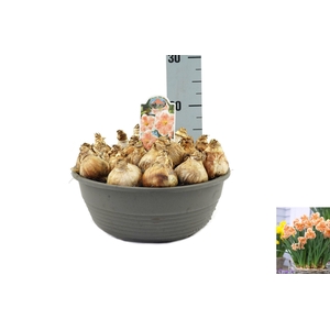 Narcissus Apricot Whirl