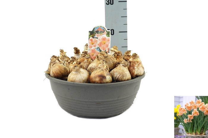 <h4>Narcissus Apricot Whirl</h4>