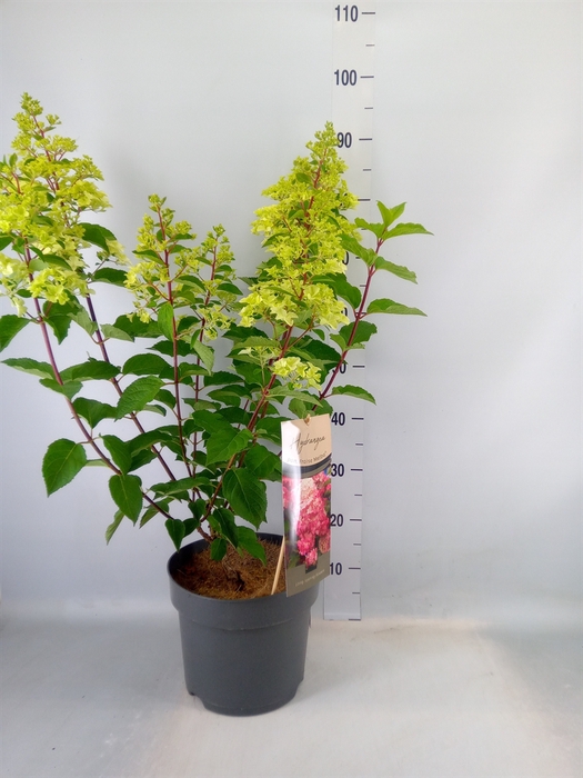 <h4>Hydrangea pan.</h4>
