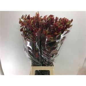 Anigoz Ramp Roy Slav