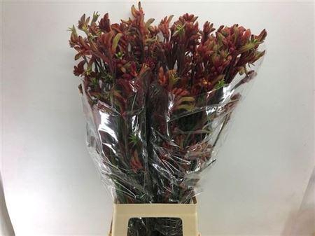 <h4>Anigoz Ramp Roy Slav</h4>