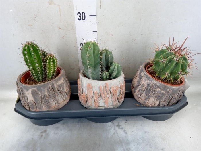 <h4>Cactus   ...</h4>