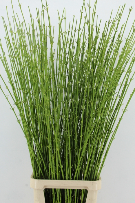 <h4>CORNUS S FLAVIRAMEA 130/150CM</h4>