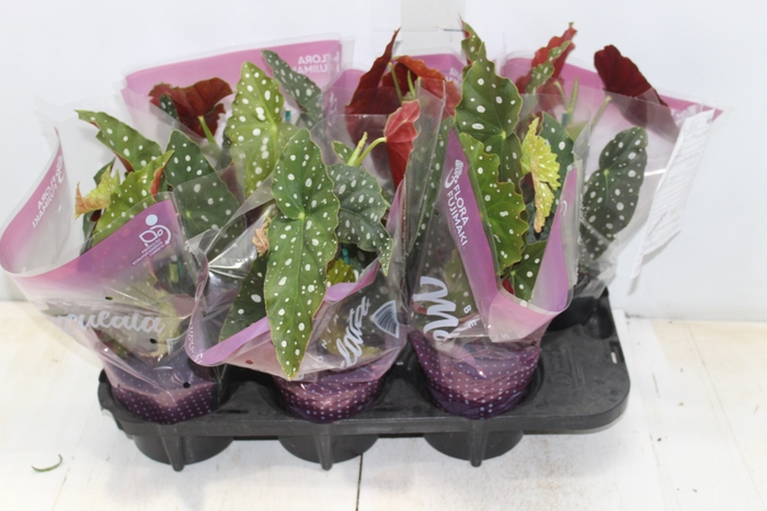 <h4>BEGONIA MACULATA P13 PO</h4>