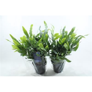 Phlebodium Middel X7