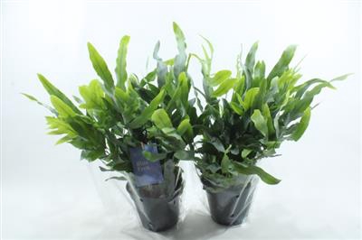 <h4>Phlebodium Middel X7</h4>