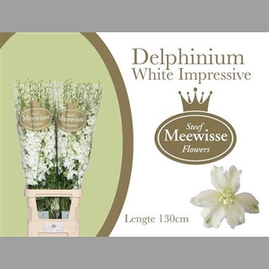 Delph Du Dewi Impressive Wh