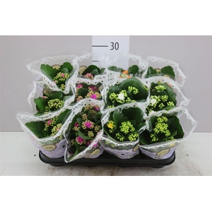 Kalanchoe Calandiva Mix
