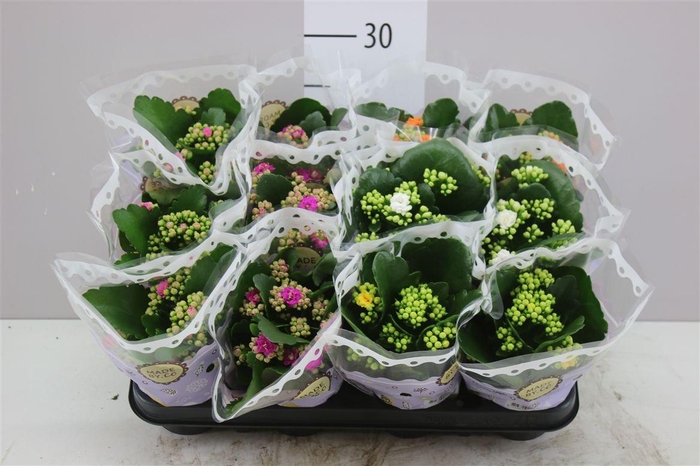 <h4>Kalanchoe Calandiva Mix</h4>