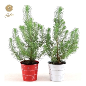 Pinus pinea 'Silver Crest' P10,5 in Zinc X-mas Duo