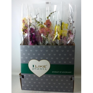 Phalaenopsis   ...mix