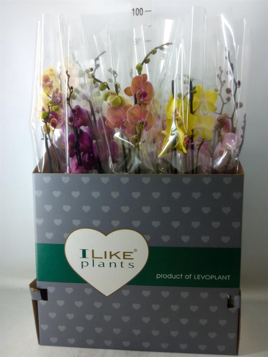 <h4>Phalaenopsis   ...mix</h4>