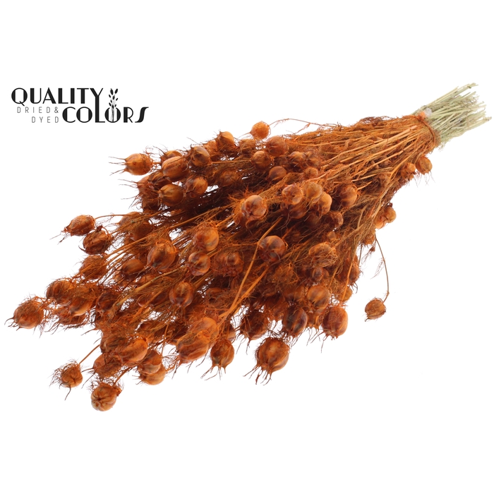 <h4>Nigella per bunch Orange</h4>