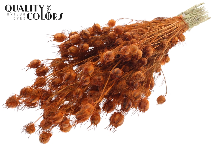 <h4>Nigella per bunch Orange</h4>