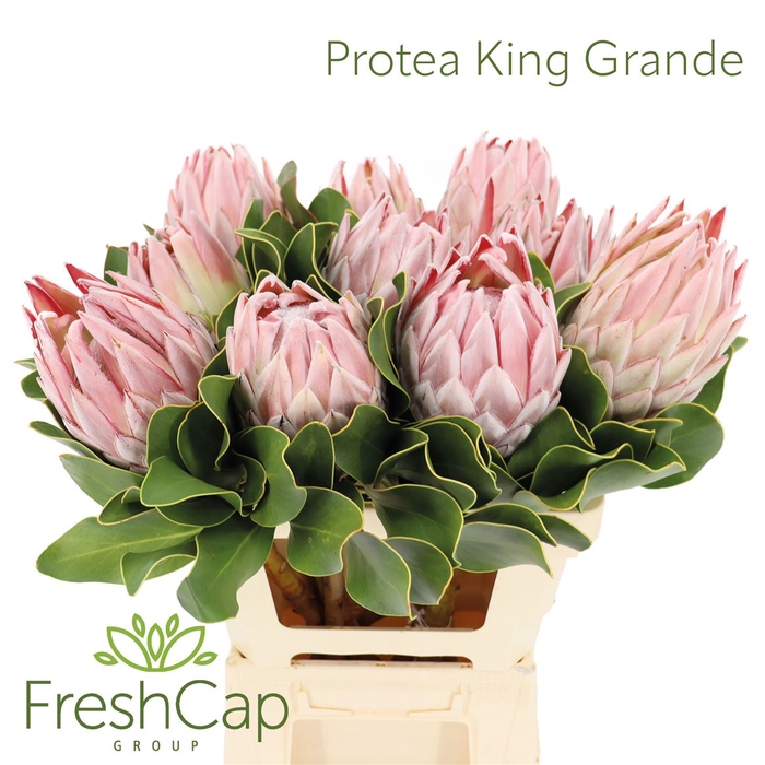 <h4>Protea Cynaroides Big</h4>