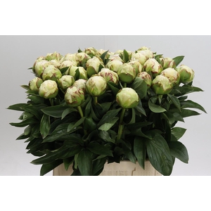 Paeonia Lactiflora Grp 'Snow Princess'